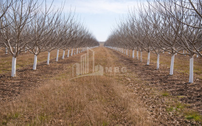 Продается Ореховый сад Земля В Мелани, Гурджаани