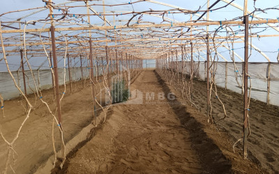 For Sale Land, Nosiri, Senaki, Samegrelo