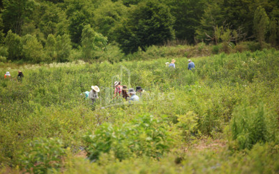 For Sale Orchards Land In Senaki
