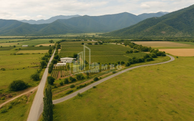 For Sale Land Kvareli Kakheti