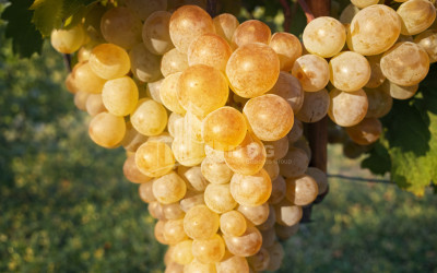 For Sale Vineyard - Chateau Land In Melani, Gurjaani