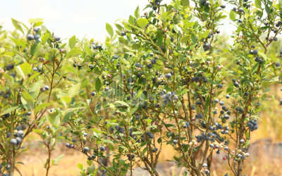 For Sale Orchards Land In Senaki