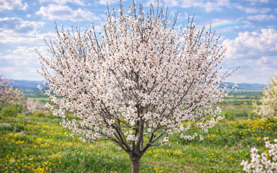 For Sale Land Bolnisi Kvemo Kartli