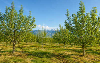 For Sale Orchards Land In Tsinandali, Telavi