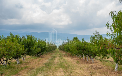 For Sale Land Kakheti