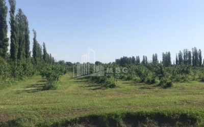 Продается Фруктовые сад Земля, в Сенакски