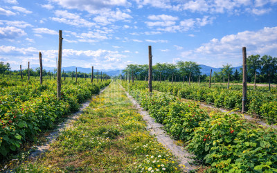 Продается Земля Имерети