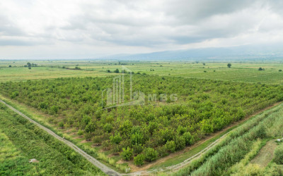 For Sale Land Kakheti