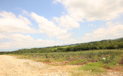 For Sale Orchards Land In Senaki