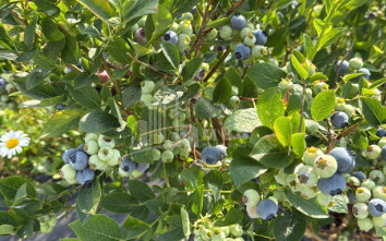 For Sale Blueberry orchard Land In Baileti, Ozurgeti