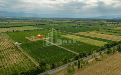 For Sale Land Napareuli Telavi Kakheti