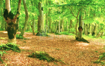 For Sale House Villa Tskhvarichamia Mtskheta Mtskheta   Mtianeti