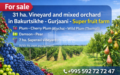 იყიდება ხეხილის ბაღი მიწის ნაკვეთი, ბაკურციხე