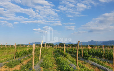 For Sale Land Vartsikhe Baghdati Imereti