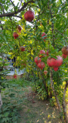 იყიდება სამოსახლო მიწის ნაკვეთი, მუხიანის დაჩები
