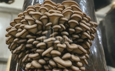 For Sale Commercial Okami Kaspi Shida Kartli