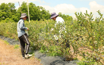 For Sale Orchards Land In Senaki