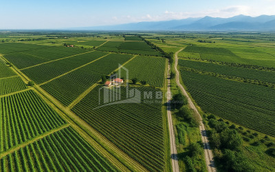 For Sale Land Kvareli Kakheti