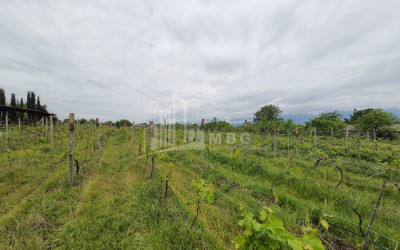 For Sale Commercial, Mukuzani, Gurjaani Municipality, Municipalities of Kakheti