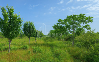 For Sale Land Kvemo Shukhuti Lanchkhuti Municipalities of Guria