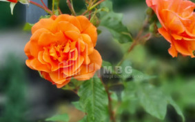 Продается Дом - Вилла В Коджори, Мтацминда Район