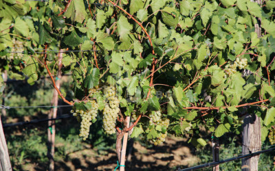 იყიდება კომერციული ფართი დოესი კასპი შიდა ქართლი