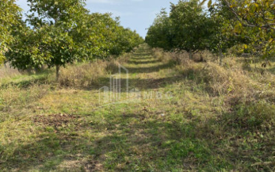 Продается Ореховый сад Земля В Мелани, Гурджаани