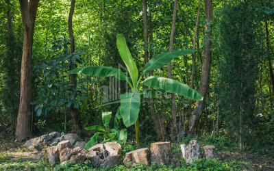 Business for sale Commercial Telavi Kakheti