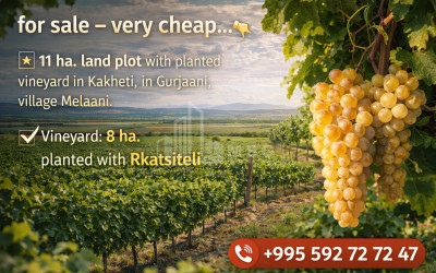 For Sale Vineyard - Chateau Land In Melani, Gurjaani