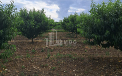 Продается Земля Телави Кахети