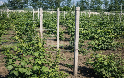 For Sale Land Kumisi Gardabani Kvemo Kartli