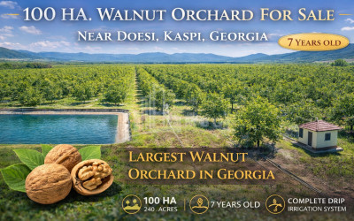 For Sale Land Zemo Gostibe Kaspi Shida Kartli