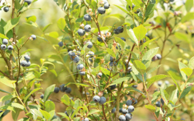 For Sale Orchards Land In Senaki