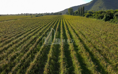 იყიდება მიწის ნაკვეთი ყვარელი კახეთი