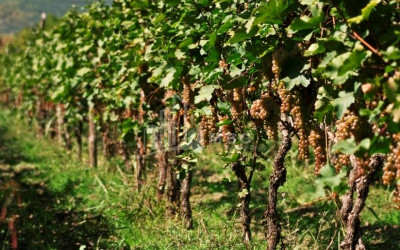 For Sale Land, Arashenda, Gurjaani Municipality, Municipalities of Kakheti