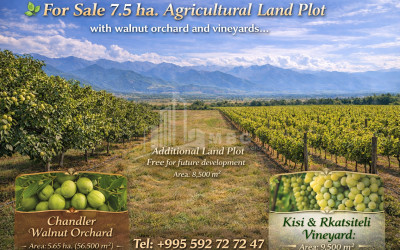 Продается Виноградник   Замковые Земля В Телави