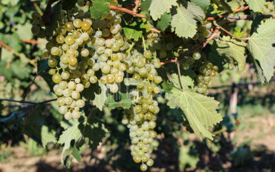 იყიდება კომერციული ფართი დოესი კასპი შიდა ქართლი