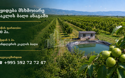 For Sale Walnut orchard Land In Anaga, Signagi