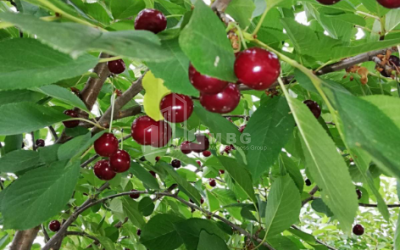 For Sale House - Villa, in Bulachauri