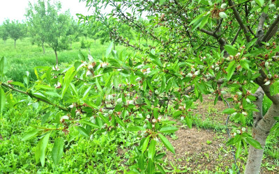 For Sale Land Bolnisi Kvemo Kartli
