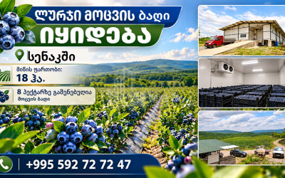 For Sale Orchards Land In Senaki