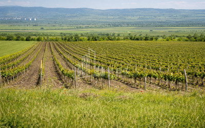 For Sale Vineyard - Chateau Land In Melani, Gurjaani