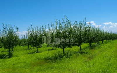 Продается Земля Кварели Кахети