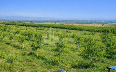 For Sale Land Village Shaumiani Marneuli Kvemo Kartli