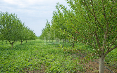 For Sale Land Bolnisi Kvemo Kartli