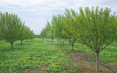 For Sale Land Bolnisi Kvemo Kartli