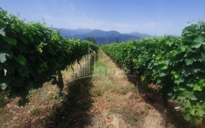 For Sale Land, Chikaani, Kvareli Municipality, Municipalities of Kakheti