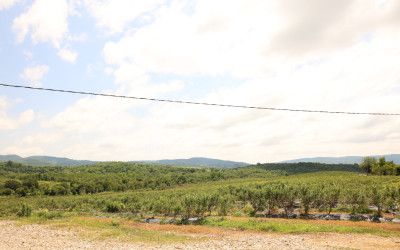 For Sale Orchards Land In Senaki