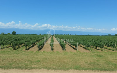 იყიდება ხეხილის ბაღი მიწის ნაკვეთი, ბაკურციხე