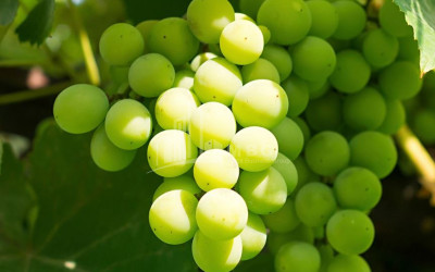 For Sale Vineyard - Chateau Land In Gori